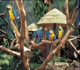 Birdpark-Macawc[1]