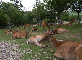 나라코엔(나라사슴공원)