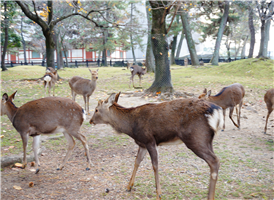 나라코엔(나라사슴공원)