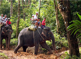 태국의 상징인 코끼리
고도로 훈련된 태국 코끼리를 타고 여유롭게 숲속여행을 떠나 보세요~
코끼리에게 먹이도 주면서 추억의 사진을 남기세요~
