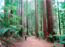 레드우드(The Redwoods)라 불리는 수목원은 로토루아 시내에서 5분 거리인 와까레와레와 숲을 일컫는다. 산책로는 방문자 센터(Visitor centre)에서 시작하며 루트가 6개로 나뉘어 있어 자신에게 알맞은 코스를 선택할 수 있다. 산책로에서는 말이나 자전거를 이용할 수 없게 되어 있어 보다 한적하게 산책을 즐길 수 있다. 
루트는 단거리(short walks)와 장거리(long walks), 레이크(lake walks)등으로 나뉘며, 각각의 루트는 그들만의 특색을 지니고 있다. 가장인기 있는 루트는 단거리 레드우드 메모리얼 그로브 트랙(Redwood memorial grove track)과 와이타와(Waitawa walks)이다. 레드우드 메모리얼 트랙은 세계 2차 대전에서 희생된 뉴질랜드 인을 기념하기 위해 조성된 숲으로 60미터 높이의 수목이 우거진 숲속의 싱그러움을 즐길 수 있다. 와이타와는 휴식과 교육적으로 좋은 코스로 각종 뉴질랜드 수목과 식물을 만날 수 있다.