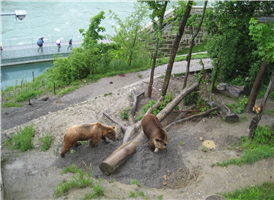 베른에서는 도심의 분수, 주깃발 등 여러곳에서 곰의 형상을 발견할 수 있다.
곰은 베른 주의 상징으로 이곳 베른 시민들과 스위스인들의 사랑을 독차지하고 있는 동물이다. 그리고 "베른Bern"이라는 시의 명칭 또한 "곰Baren"에서 유래되었다. 1857년 처음 만들어진 곰 공원에는 깊이 3.5m의 우리속에 곰들이 따스한 햇살을 즐기고 있다.