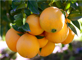 가로수가 오렌지나무일정도로 스페인의 발렌시아 오렌지는 정말 유명하다.
후식으로 제공되는 발렌시아 오렌지는 그동안 먹은 오렌지와는 차원이 다른 달콤함을 선사한다. 