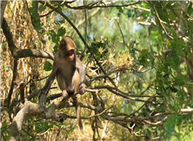 시내에서 약 30분 정도 떨어진 곳에 위치한 원숭이섬은 수백마리 야생원숭이들이 섬 전체에 살고 있는 곳으로 다양한 원숭이쇼를 볼 수 있습니다.!
